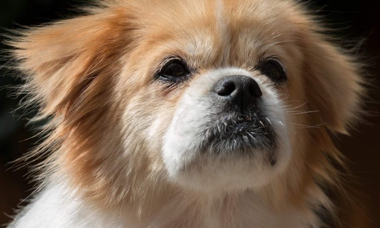 Spaniel Tibetano: Todo Sobre Este Perro