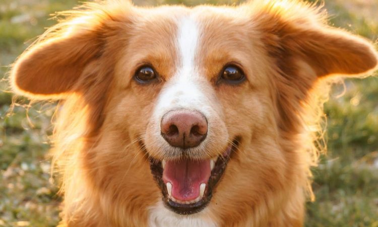 Cómo Quitarle el Celo a una Perrita: Guía Completa