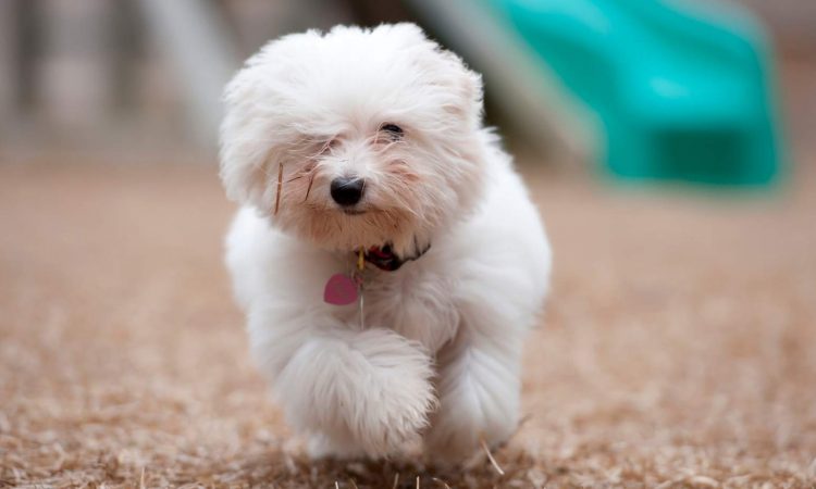 Cotón de Tulear: Todo Sobre Esta Raza de Perro