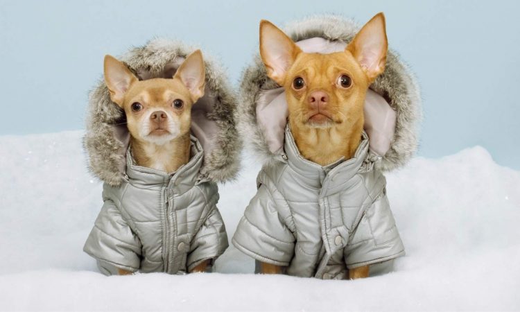 Mascotas en Invierno: Aspectos a Considerar
