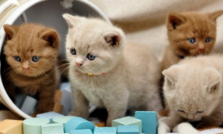 Nombres para Gatos en Japonés: Guía Completa