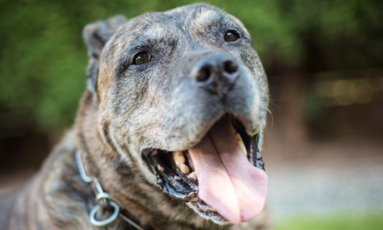 Perro Presa Canario: Todo Sobre Esta Raza