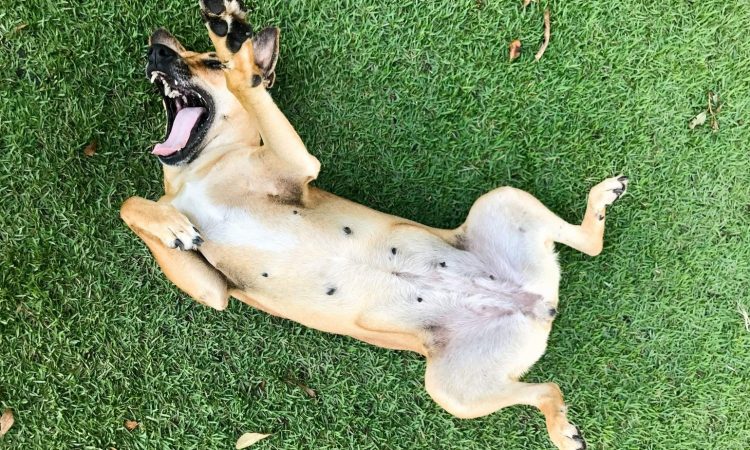 Por Qué le Suena la Barriga a mi Perro: Causas y Tratamiento