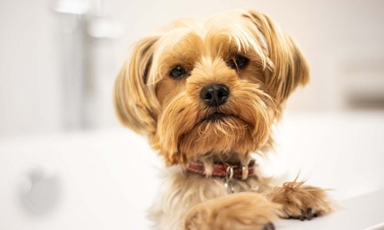 Embarazo Psicológico en Perros: Síntomas y Tratamiento