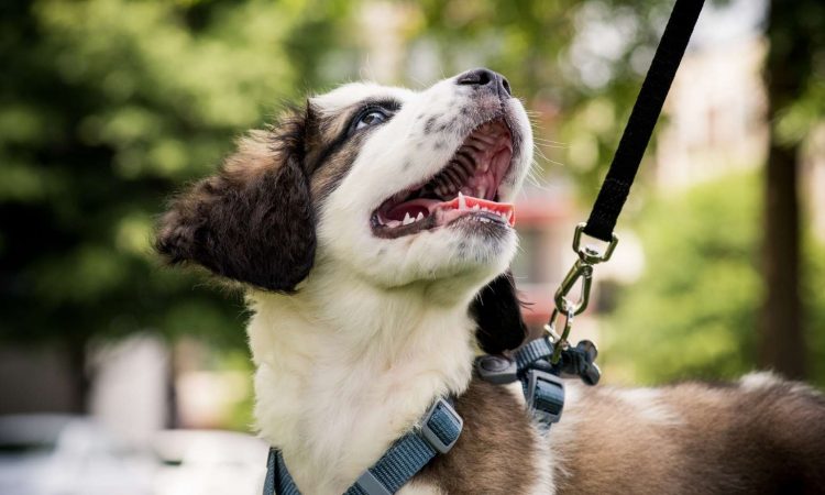 Paseo de Perro: Como Darle el Mejor a tu Mascota