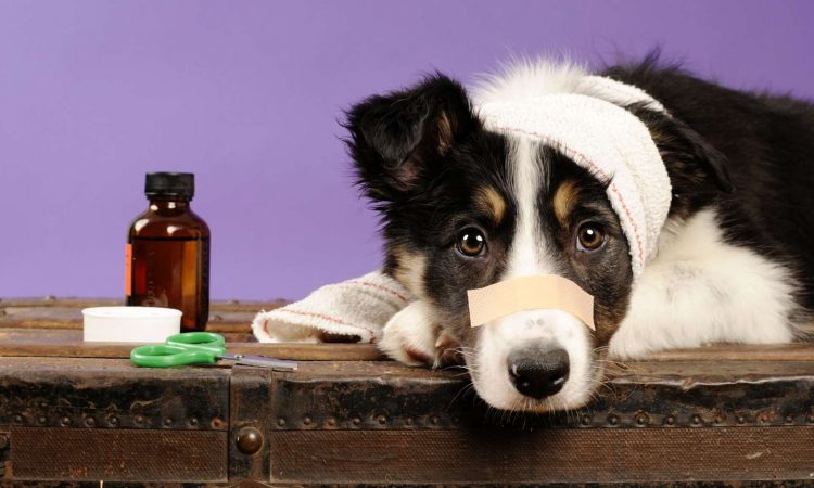 Perro Resfriado: Síntomas y Tratamiento