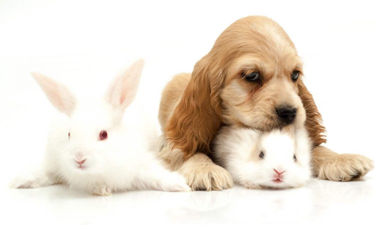 Perros y Conejos: Cómo Pueden Convivir Juntos