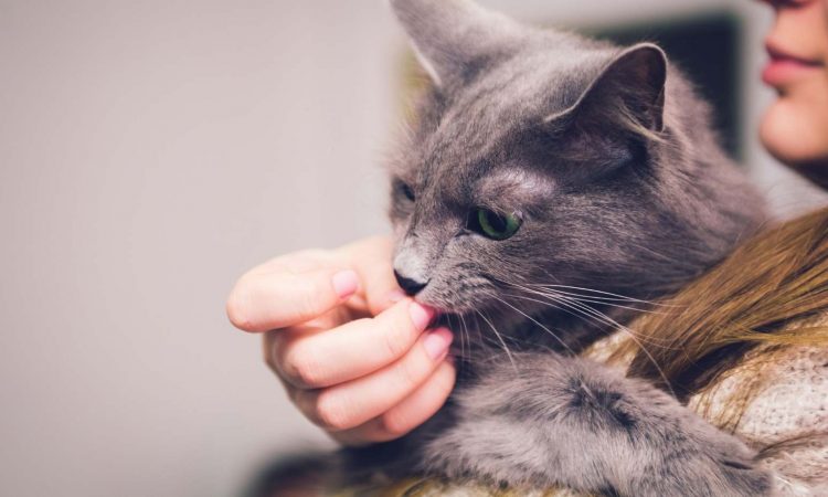 Por Qué mi Gato me Lame: Lo Que Debes Saber