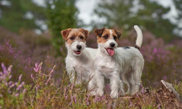 Jack Russell Terrier: Todo Sobre Esta Raza