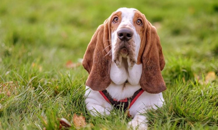 Razas de Perros con Orejas Largas: Cuáles Debes Conocer