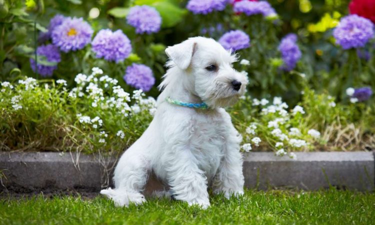 Schnauzer Blanco: Características y Cuidados