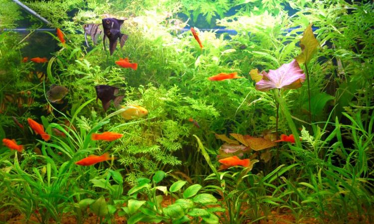 Tipos de Peces: Cuáles Puedes Tener en tu Acuario