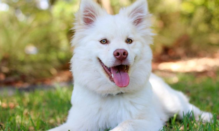 Torsión Gástrica en Perros: Qué Debes Saber