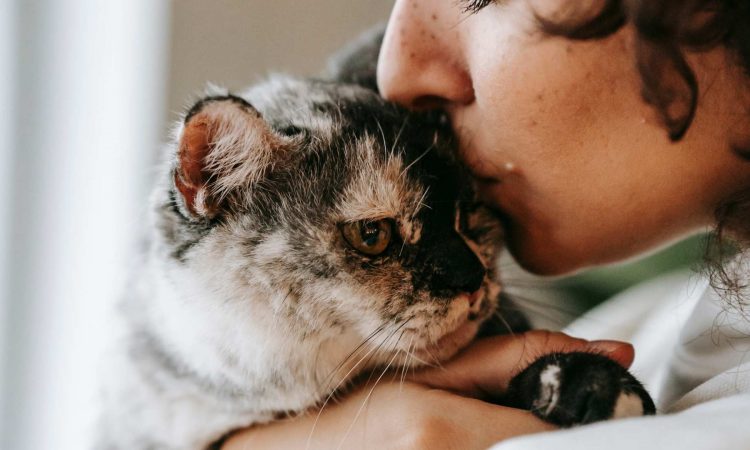 Gatos con Síndrome de Down: Que Debes Saber