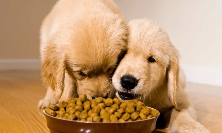 Cómo Alimentar a un Cachorro: Guía Paso a Paso