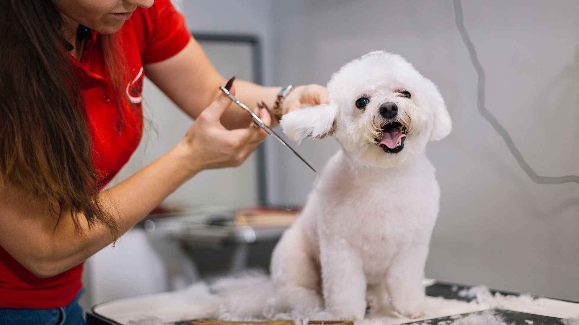 corte-para-perros-todo-sobre-el-grooming-y-peinados-superpet-pe