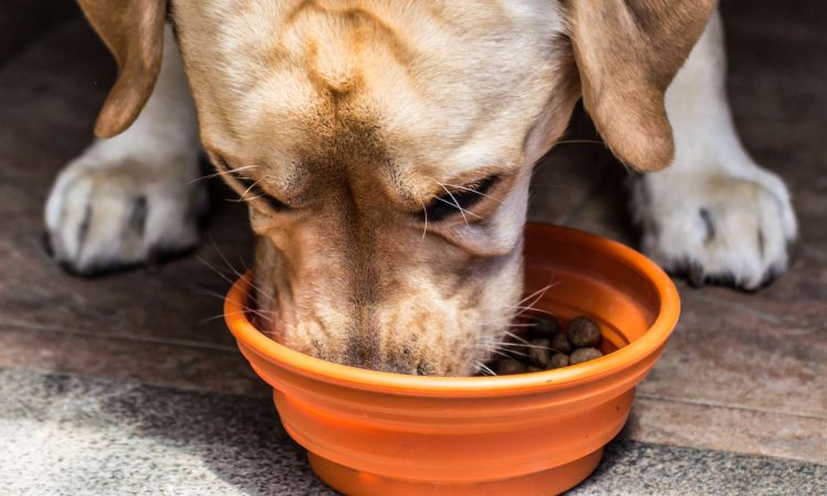 Croquetas Para Perros: Cómo Elegir las Correctas