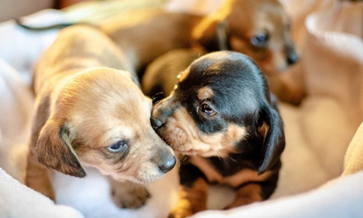 Cuántos Cachorros Puede Tener una Perra Primeriza