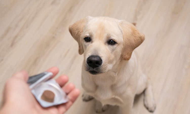 Pastillas Antipulgas para Perros: Cómo Elegir la Correcta