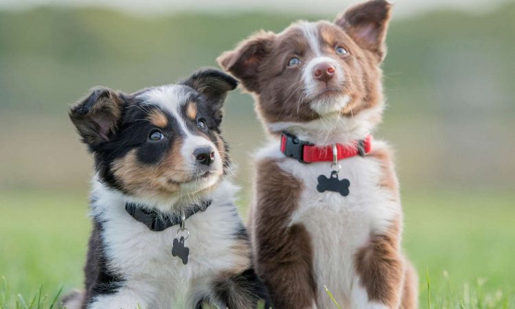 Cómo Enseñar a un Perro a Orinar: Paso a Paso