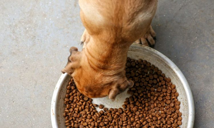 La Guía Completa para Hacer el Cambio de Alimento de tu Perro