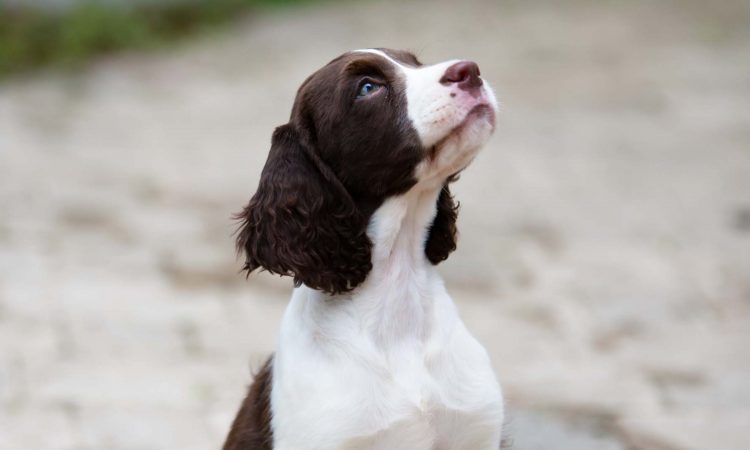 Cómo Educar a un Cachorro: Guía Completa