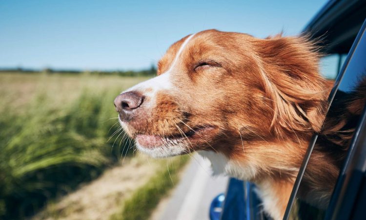 Cómo Viajar en Carro con tu Mascota: Paso a Paso
