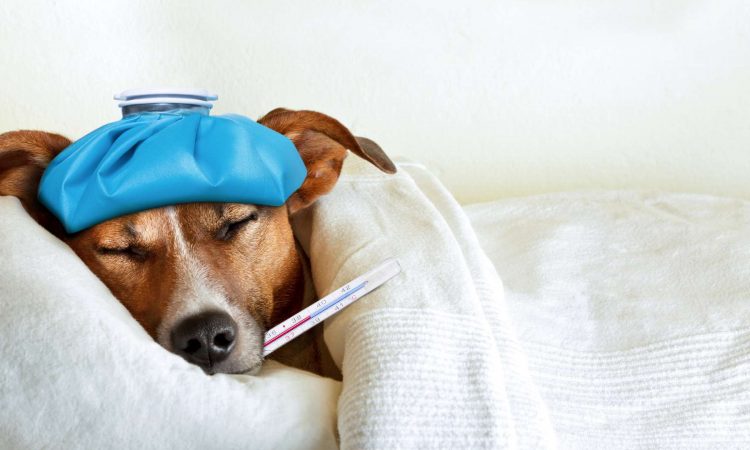 Cómo Bajar la Fiebre en Perros: Guía Completa