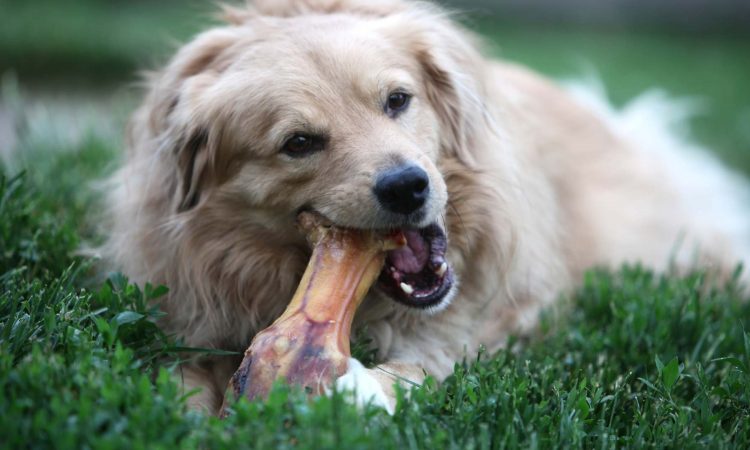 Huesos para Perros: Que Tener en Cuenta al Darle Uno