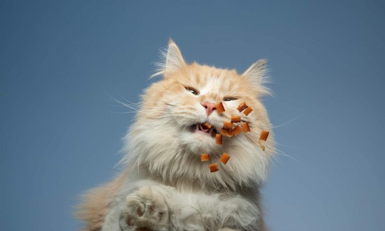 Mi Gato no Quiere Comer: Causas y Qué Hacer