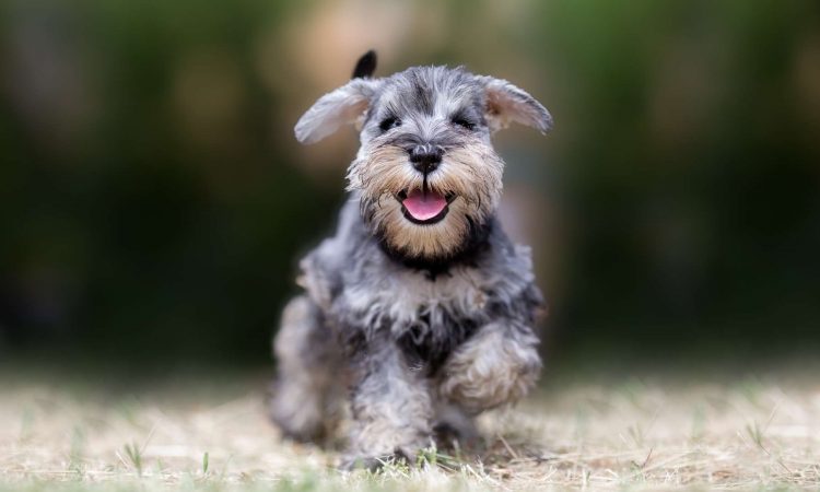 Nombres para Perritas Schnauzer