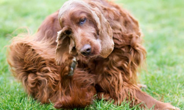 Alergias en Perros: Causas, Síntomas y Tratamiento