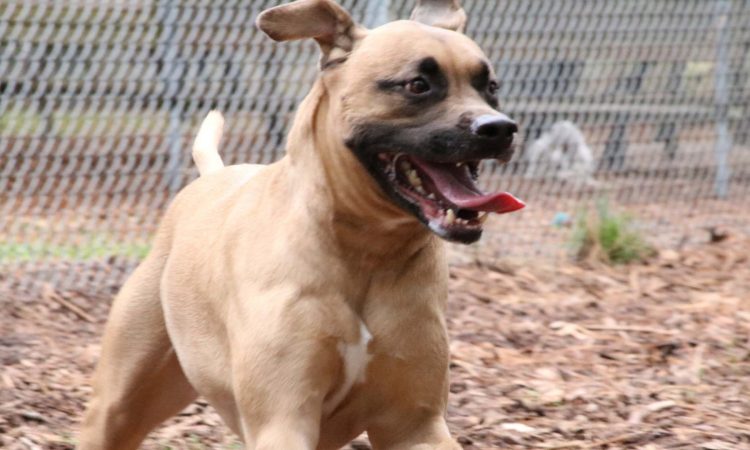 Black Mouth Cur: Todo Sobre Esta Raza de Perro