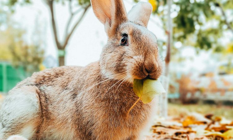 Gigante de Flandes: Todo Sobre Esta Raza de Conejo