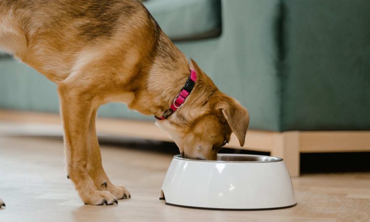 Cómo Engordar a un Perro: Paso a Paso