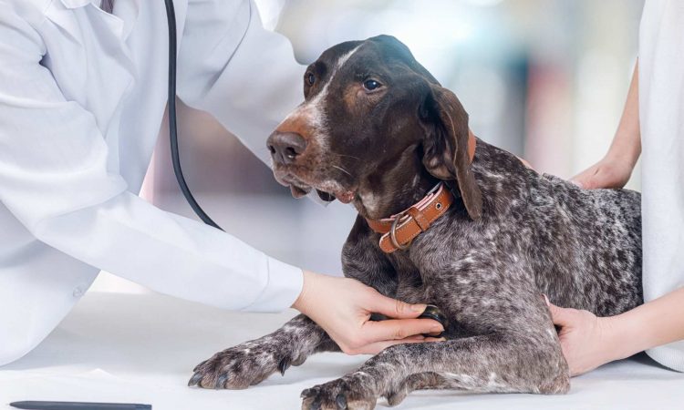 Papiloma en Perros: Causas, Síntomas y Tratamiento