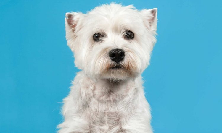 West Highland White Terrier: Todo Sobre Esta Raza