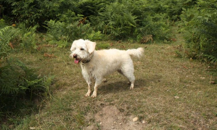 Westiepoo: Todo Sobre esta Raza de Perro