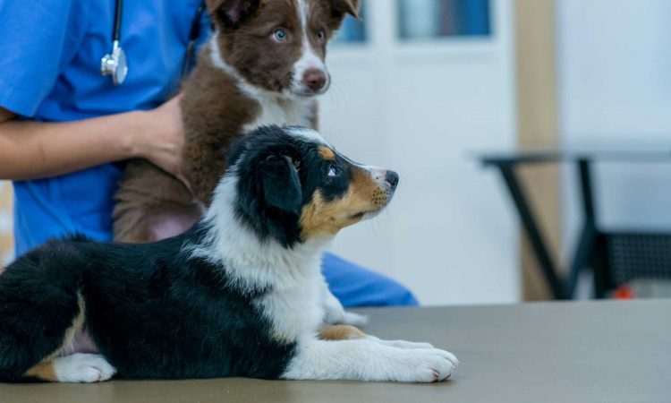 Primera Vacuna para Cachorros: Cuáles Debes Ponerle