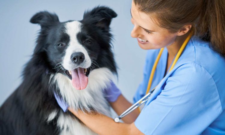 Verrugas en Perros: Causas, Síntomas y Tratamiento