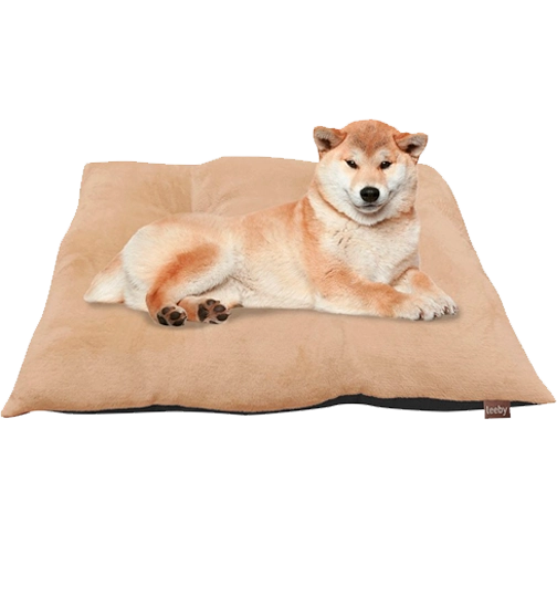 Cama