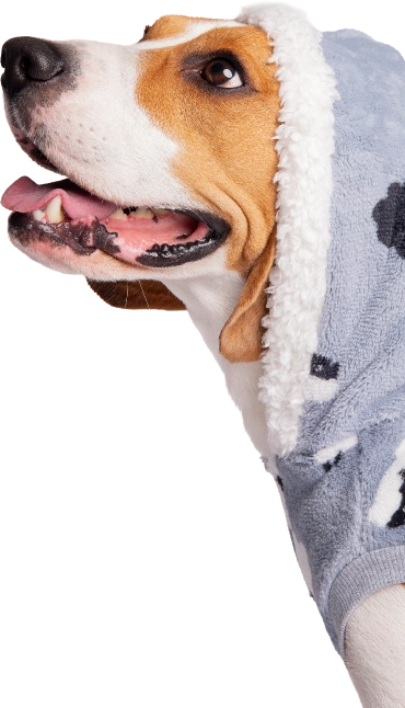 Perro SuperPet