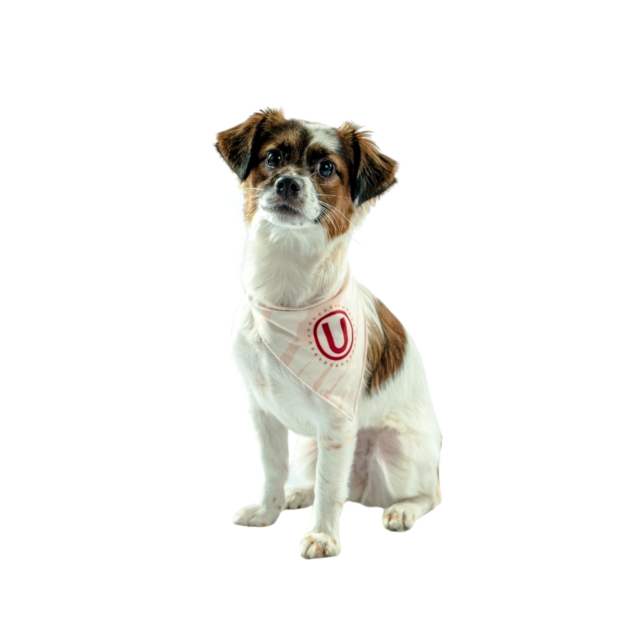 Bandana Oficial Universitario Colección 2025, , large image number null