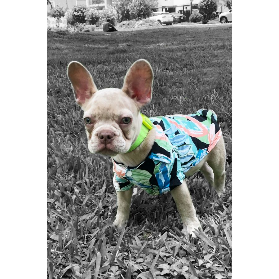 camisa hawaiana modelos surtidos, , large image number null