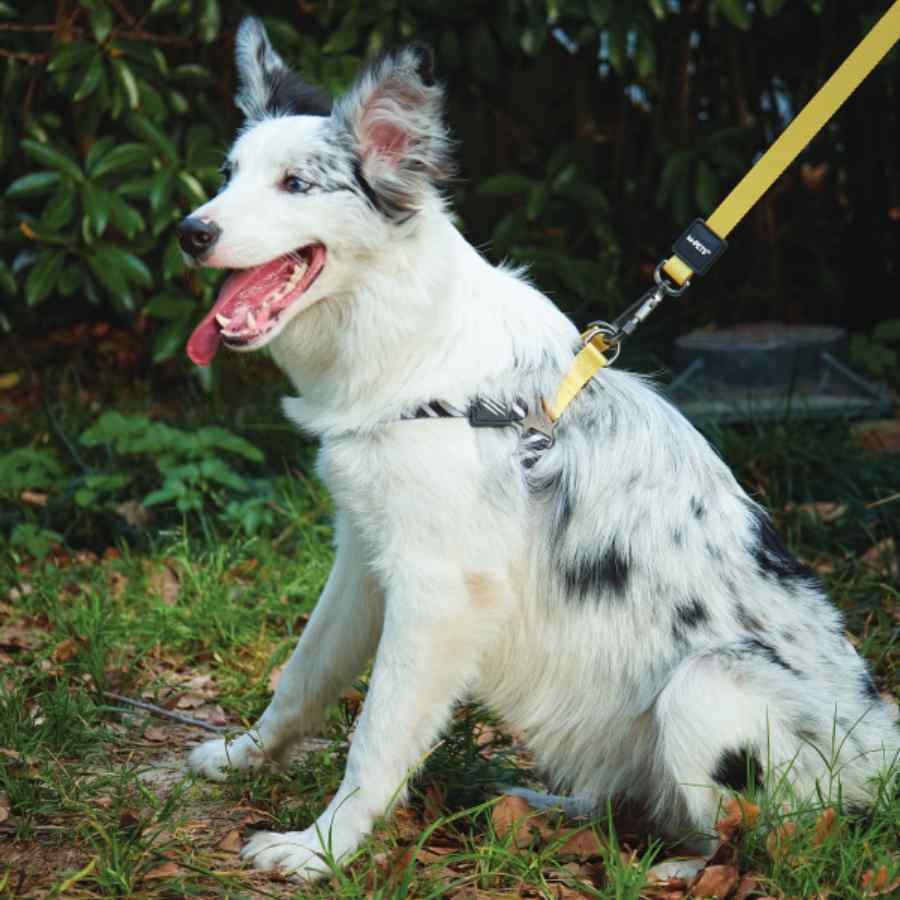 Wild Safari Harness, , large image number null