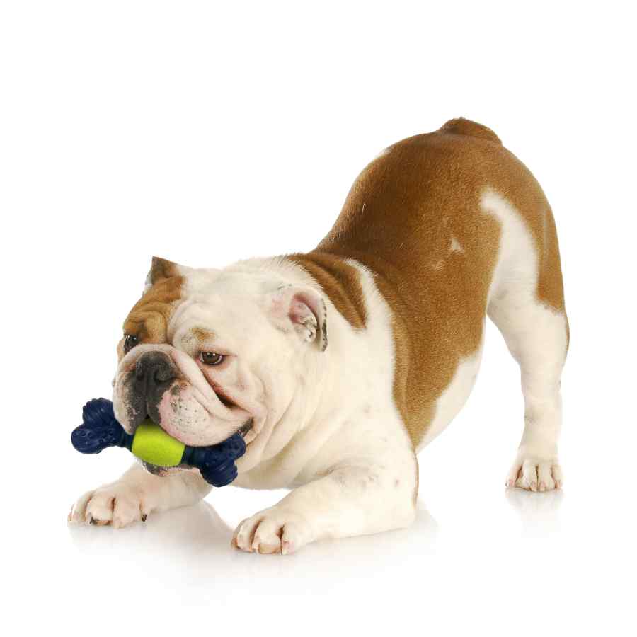 Nylabone Power Play Tennis Play N Fetch, , large image number null