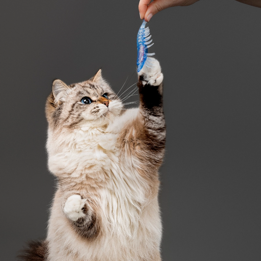 Playology Cat 2 Pack Crawfish, , large image number null