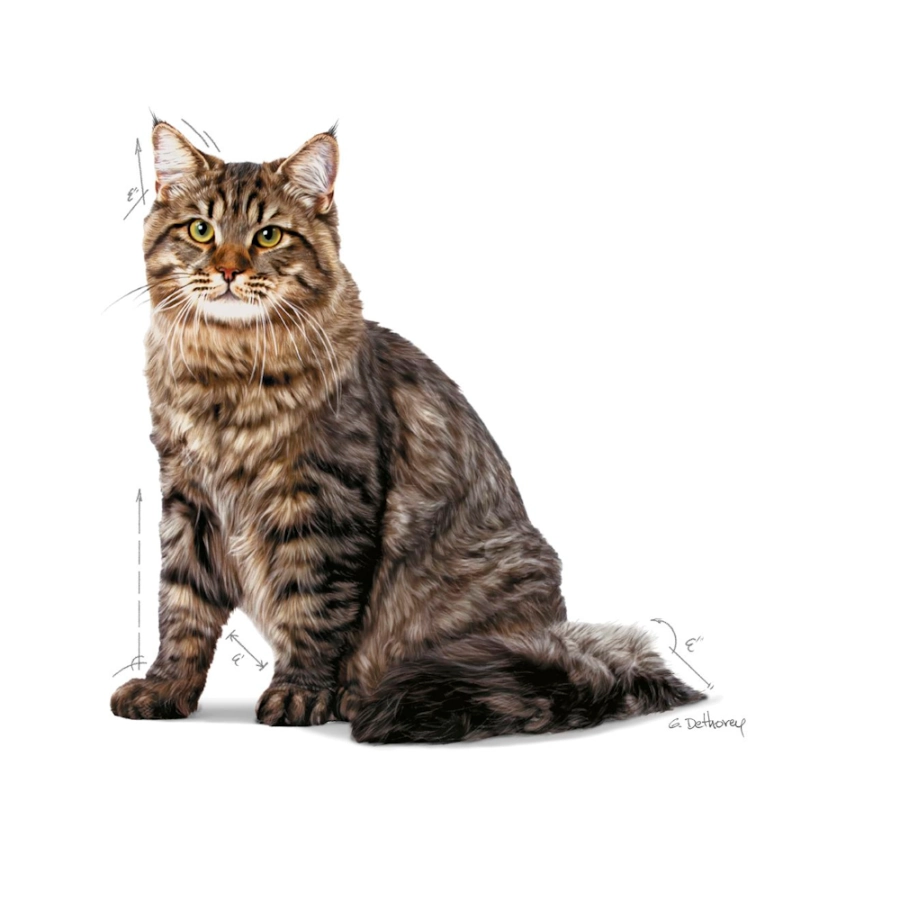 Royal Canin Gato Fcn Urinary Care, , large image number null