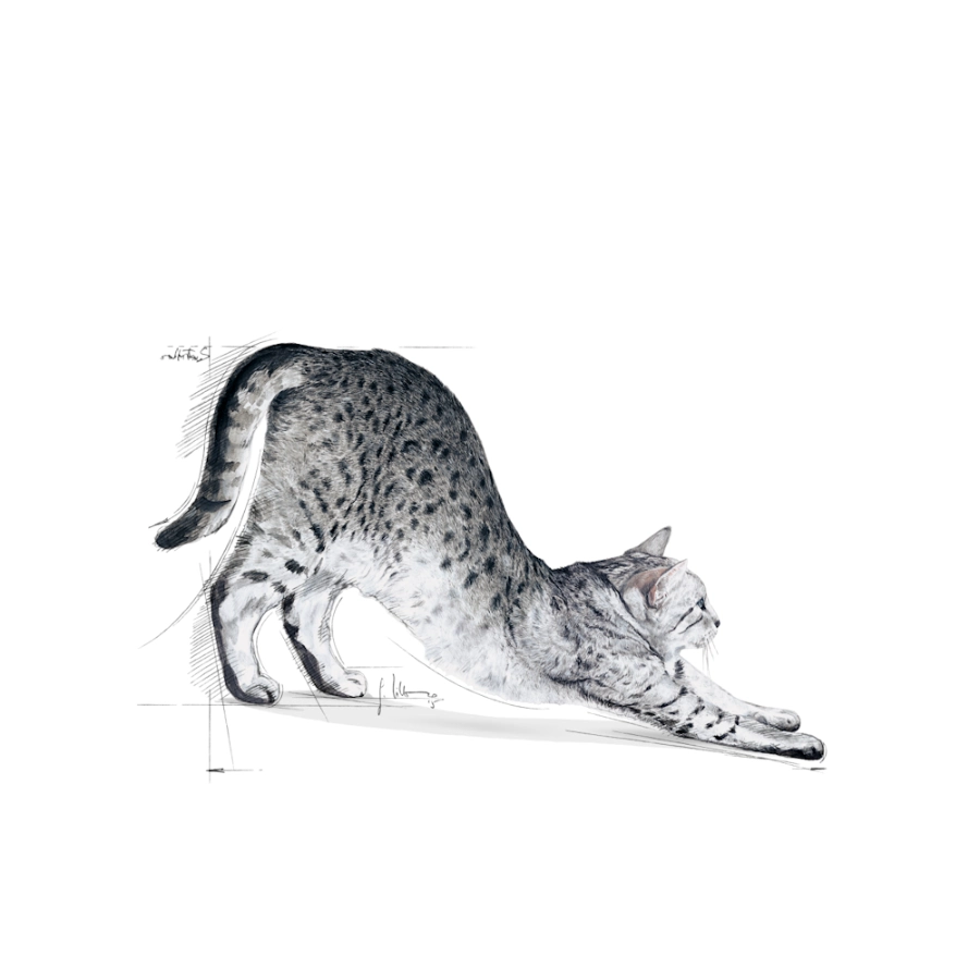 Royal Canin Gato Fhn Indoor 27 2 Kg, , large image number null