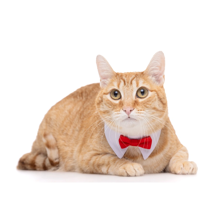 Gotoo! Corbata Michi Para Gato Roja